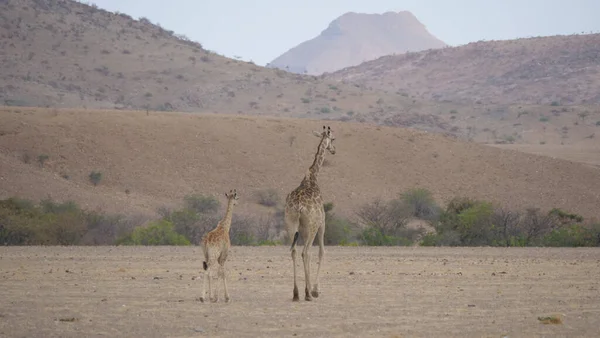 Mor Och Baby Giraff Promenader Tillsammans Torr Savanna Orupembe Namibia — Stockfoto