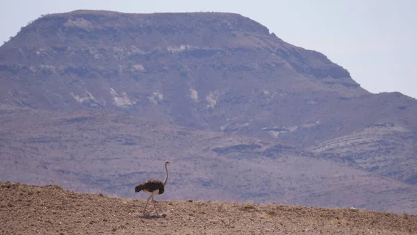 Avestruz Solitario Una Sabana Seca Purros Namibia — Foto de Stock