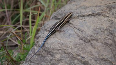 Togo 'daki Fazao-Malfakassa Ulusal Parkı' nda beş çizgili bir kaya üzerinde.