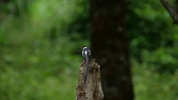 나무줄기 긴꼬리휘다 — 스톡 사진