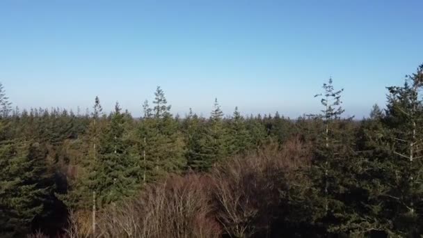 Вид Воздуха Осеннего Леса Вокруг Ниемирдума Фрисландии Нидерланды — стоковое видео