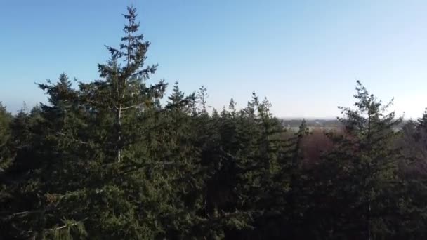 Veduta Aerea Dalla Foresta Autunnale Intorno Nijemirdum Frisia Paesi Bassi — Video Stock
