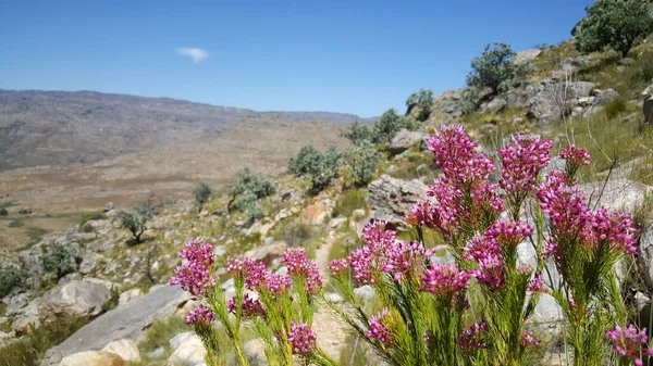 남아프리카 공화국의 지역에 분홍빛 — 스톡 사진