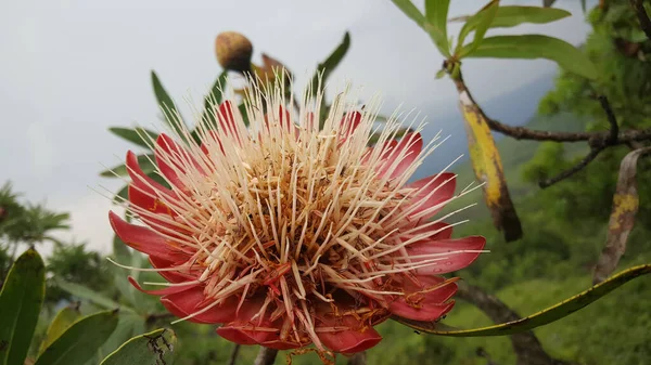 Grande Flor Parque Nacional Natal Drakensberg África Sul África Sul — Fotografia de Stock