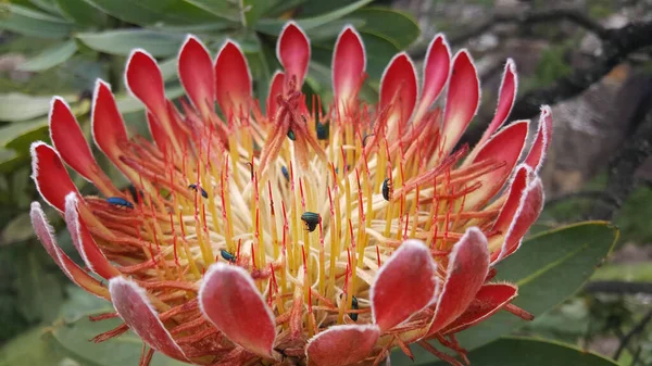 Grande Flor Com Inseto Parque Nacional Natal Drakensberg África Sul — Fotografia de Stock