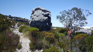 Güney Afrika 'daki Dağ Ulusal Parkı' nda yürüyüş.