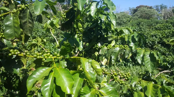 Chicchi Caffè Mabuda Guest Farm Swaziland — Foto Stock