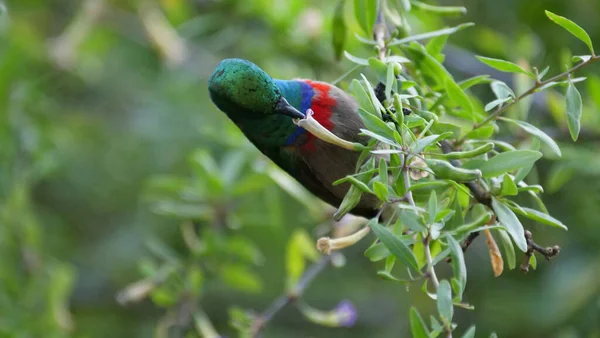 Kolibri Bekommt Nektar Von Der Blume Einem Baum Baviaanskloof Südafrika — Stockfoto