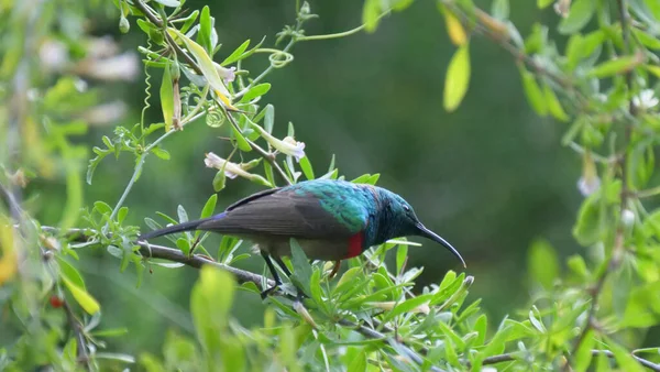 Kolibřík Stromě Baviaanskloof Jižní Africe — Stock fotografie