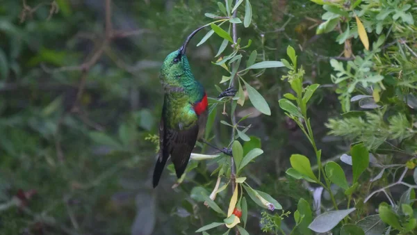 Kolibri Einem Baum Bei Baviaanskloof Südafrika — Stockfoto