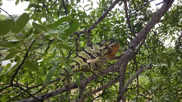 Caméléon Africain Dans Arbre Kyle Game Reserve Zimbabwe — Photo