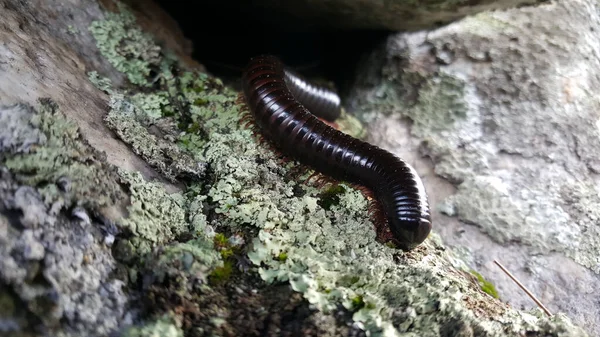 Centipede ทยานแห งชาต Chimanimani ในซ บเว — ภาพถ่ายสต็อก