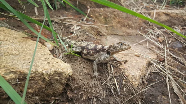 Lagarto Agama Las Ruinas Del Gran Zimbabue —  Fotos de Stock