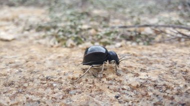 Afrika böceği Zimbabwe 'deki Matobo Ulusal Parkı' nda.