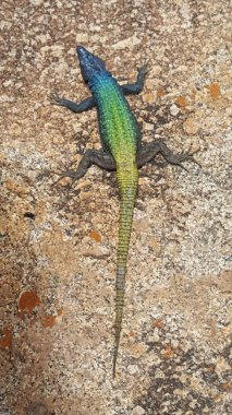 Broadleys, Zimbabwe 'deki Matobo Ulusal Parkı' nda düz bir kertenkele.