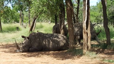 Rhinos at Hlane Royal National Park in Swaziland clipart