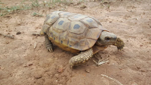 Leopard Tortoise Στο Hlane Royal National Park Στη Σουαζιλάνδη — Φωτογραφία Αρχείου