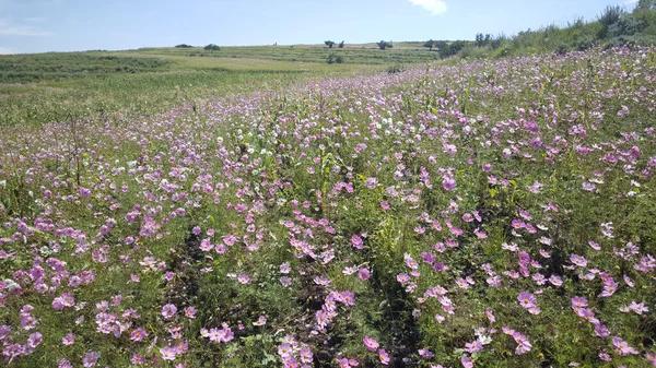 Campo Flores Nas Montanhas Lesoto África — Fotografia de Stock