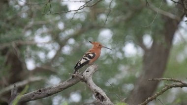 Hoopoes on a tree branch in Hlane Royal National Park, Swaziland clipart