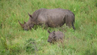 Rhino and her young in Hlane Royal National Park, Swaziland clipart