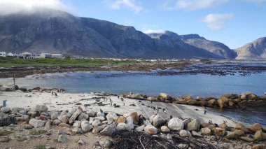 Güney Afrika 'daki Betty Körfezi' ndeki rıhtımdaki penguen.