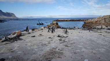 Güney Afrika 'daki Betty Körfezi' ndeki rıhtımdaki penguen.