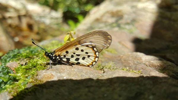 南アフリカのBaviaanskloofメガリザーブの岩の上の蝶 — ストック写真