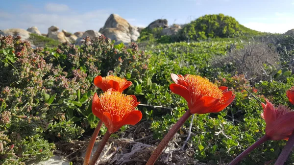 Λουλούδια Στο Cape Agulhas Στη Νότια Αφρική — Φωτογραφία Αρχείου