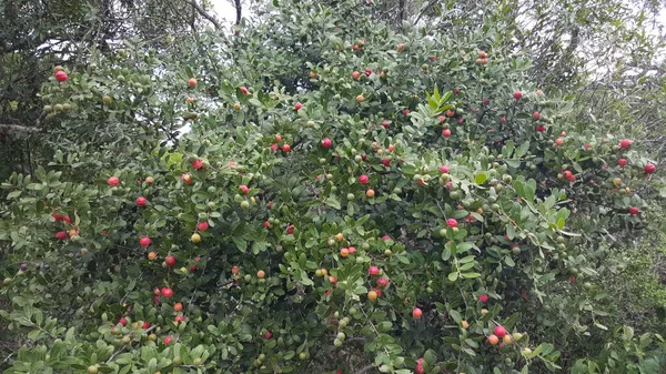 Apple Tree Isimangaliso Wetland Park South Africa — Stock Photo, Image