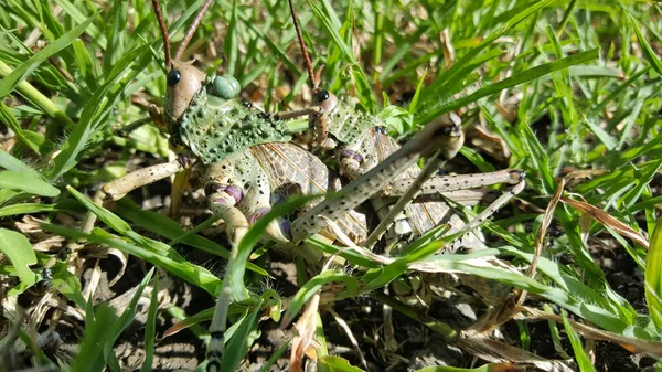 Des Sauterelles Africaines Accouplent Dans Parc Humide Isimangaliso Afrique Sud — Photo