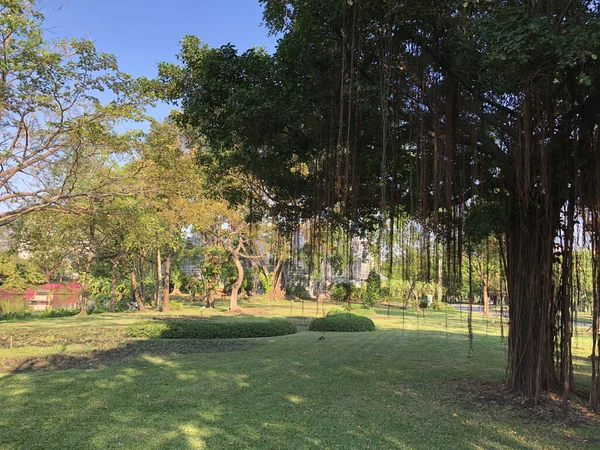 Δέντρο Στο Πάρκο King Rama Στην Μπανγκόκ Ταϊλάνδη — Φωτογραφία Αρχείου