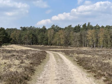 Hollanda 'daki Hoge Veluwe Ulusal Parkı' nda kum yolu