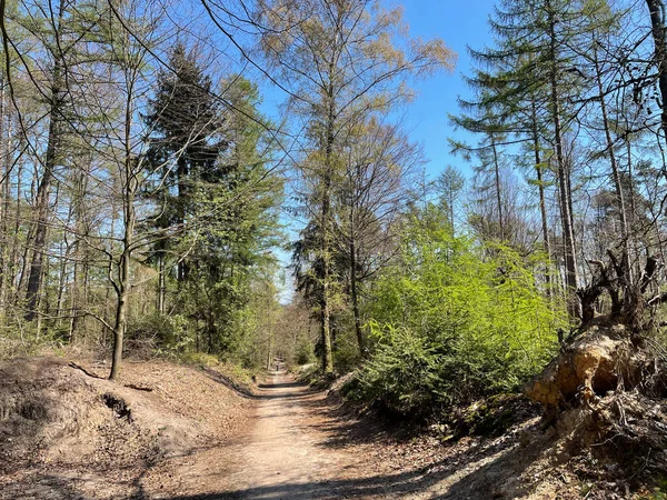 Jeden Kopců Během Mtb Stezky Kolem Zeddamu Montferlandu Gelderland Nizozemsko — Stock fotografie