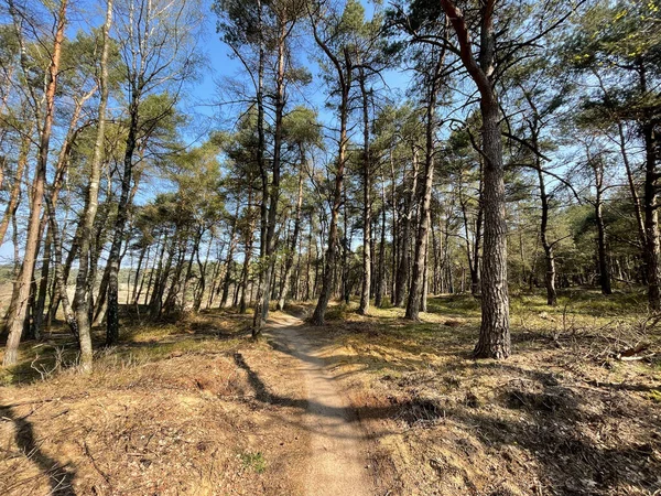 Horská Stezka Lesem Národního Parku Hoge Veluwe Nizozemí — Stock fotografie