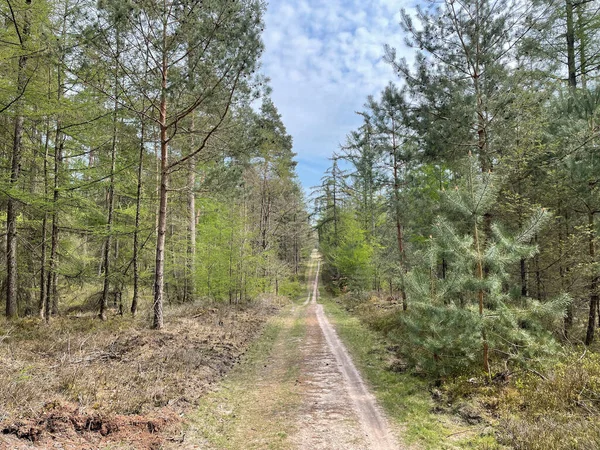 Horská Stezka Lesem Národního Parku Hoge Veluwe Nizozemí — Stock fotografie