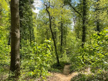 Hollanda, Overijssel 'deki Rijssen Ormanı' ndan geçen MTB rotası.