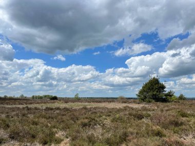 Hollanda, Overijssel 'deki Sallandse Heuvelrug Ulusal Parkı' nın Sahnesi
