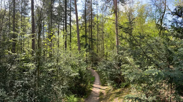 Rota Mtb Através Floresta Rijssen Overijssel Países Baixos — Fotografia de Stock