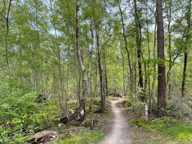 Overijssel 'deki Sallandse Heuvelrug Milli Parkı' ndaki MTB rotası Hellendoorn Hollanda