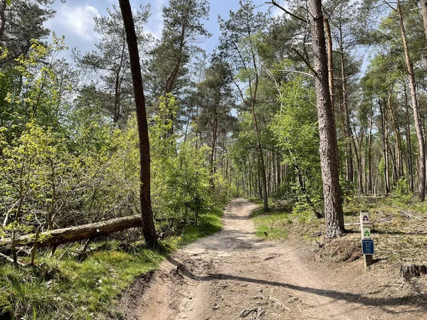 Mtbルートヘルデノーンの丘の中腹にある国立公園で Overijsselオランダ — ストック写真