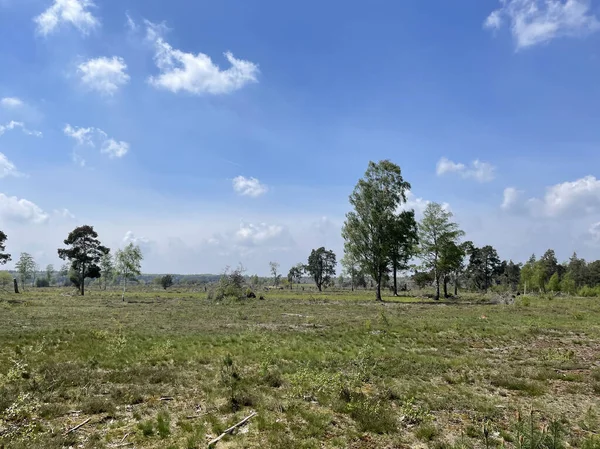 Scenery Sallandse Heuvelrug National Park Overijssel Нідерланди — стокове фото