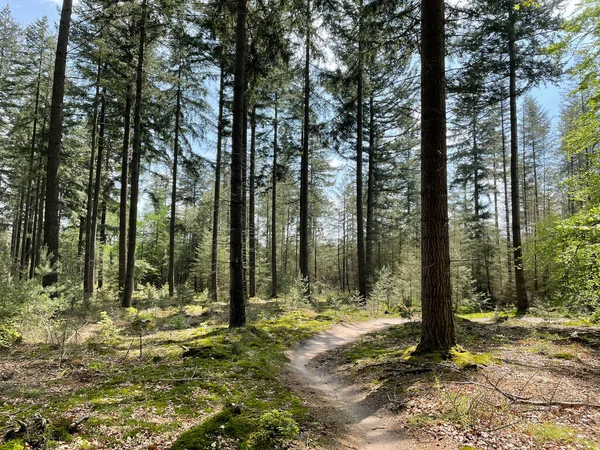 Overijssel Deki Sallandse Heuvelrug Ulusal Parkı Ndaki Mtb Rotası Hollanda — Stok fotoğraf