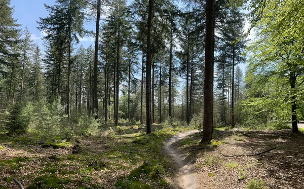 Mtb Route Sallandse Heuvelrug Overijssel — Stockfoto