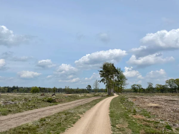 Caminho Pelo Sallandse Heuvelrug National Park Overijssel Países Baixos — Fotografia de Stock