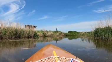Canoeing on a canal around Westhem with a cow in the farmland of Friesland, The Netherlands