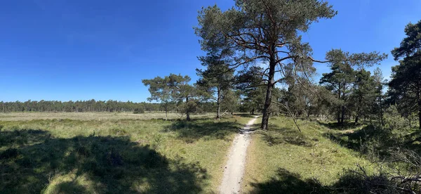 Panorama Floresta Torno Uffelte Drenthe Países Baixos — Fotografia de Stock
