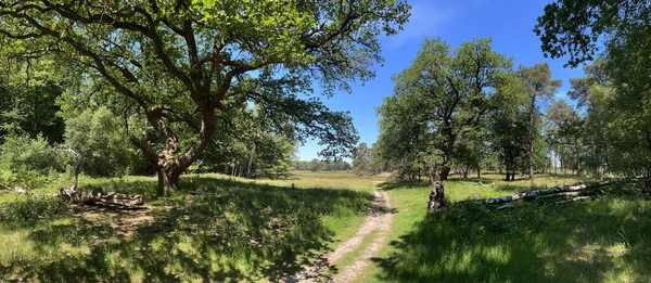 Panorama Floresta Parque Nacional Drents Friese Wold Nos Países Baixos — Fotografia de Stock