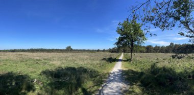 Hollanda, Drenthe 'deki Uffelte çevresindeki ormandan panorama