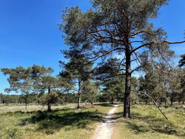 Hollanda, Drenthe 'deki Uffelte Ormanı