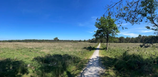 Hollanda, Drenthe 'deki Uffelte çevresindeki ormandan panorama
